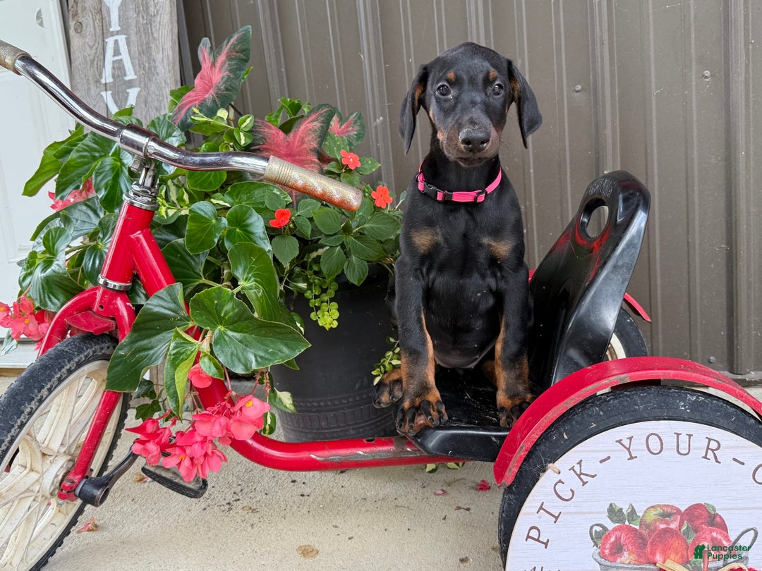 Doberman Pinscher dogs for sale: Marie - Image 5