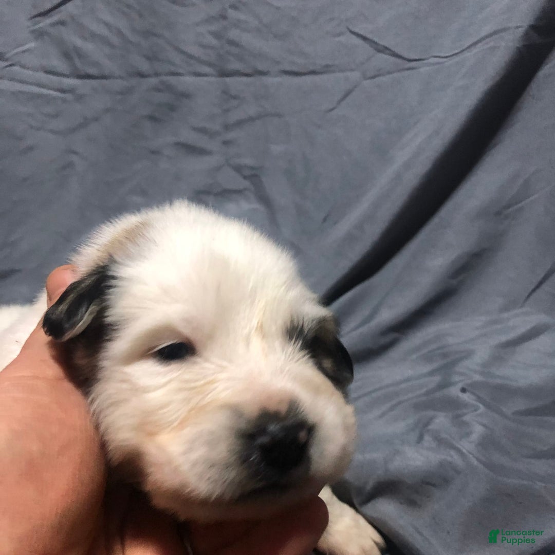 Great Pyrenees dogs for sale: Tinker Bell - Image 7