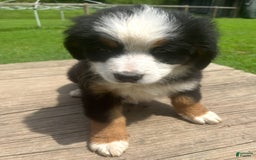 Bernese Mountain Dog dogs for sale: Orange Girl - Image 4