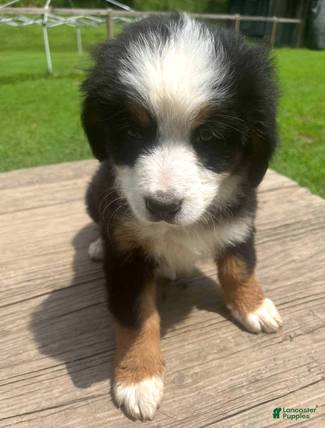 Bernese Mountain Dog dogs for sale: Orange Girl - Image 4