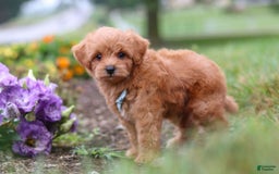 Maltipoo dogs for sale: Dewey - Image 11