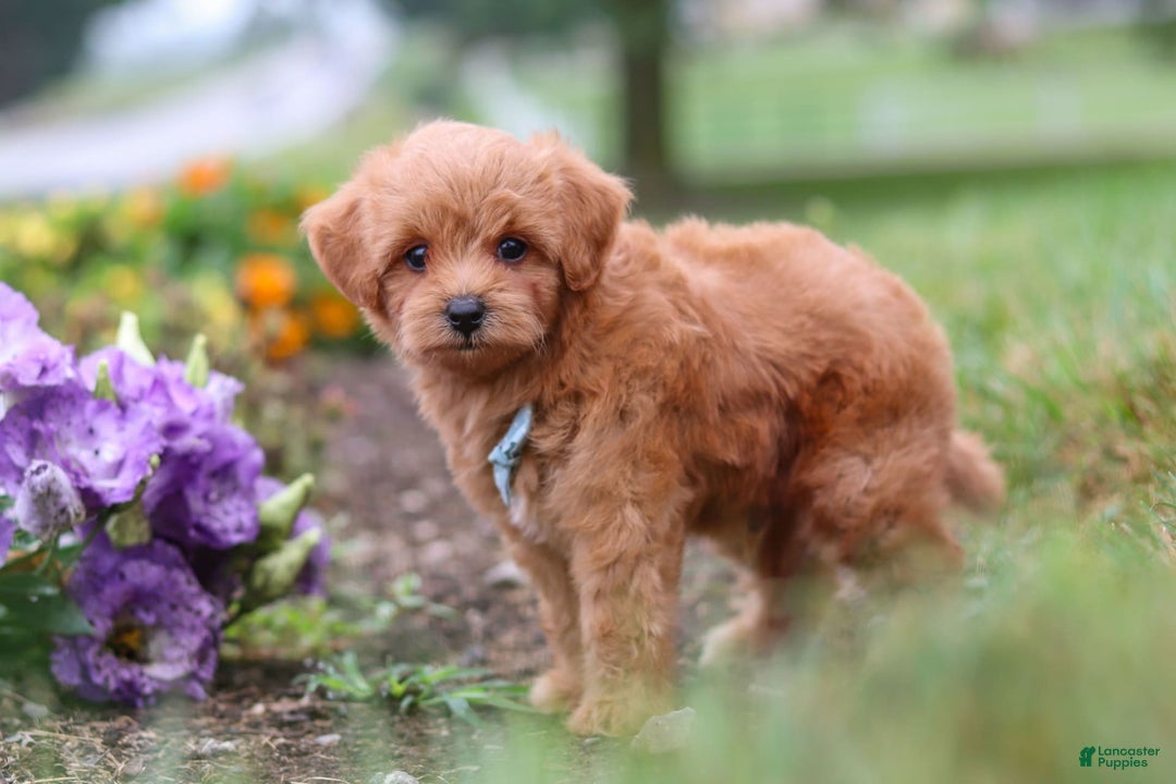 Maltipoo dogs for sale: Dewey - Image 11