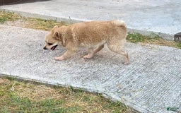 Pomeranian dogs for sale: Giovanna - Image 21