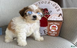 Teddy Bear dogs for sale: Freda - Image 5