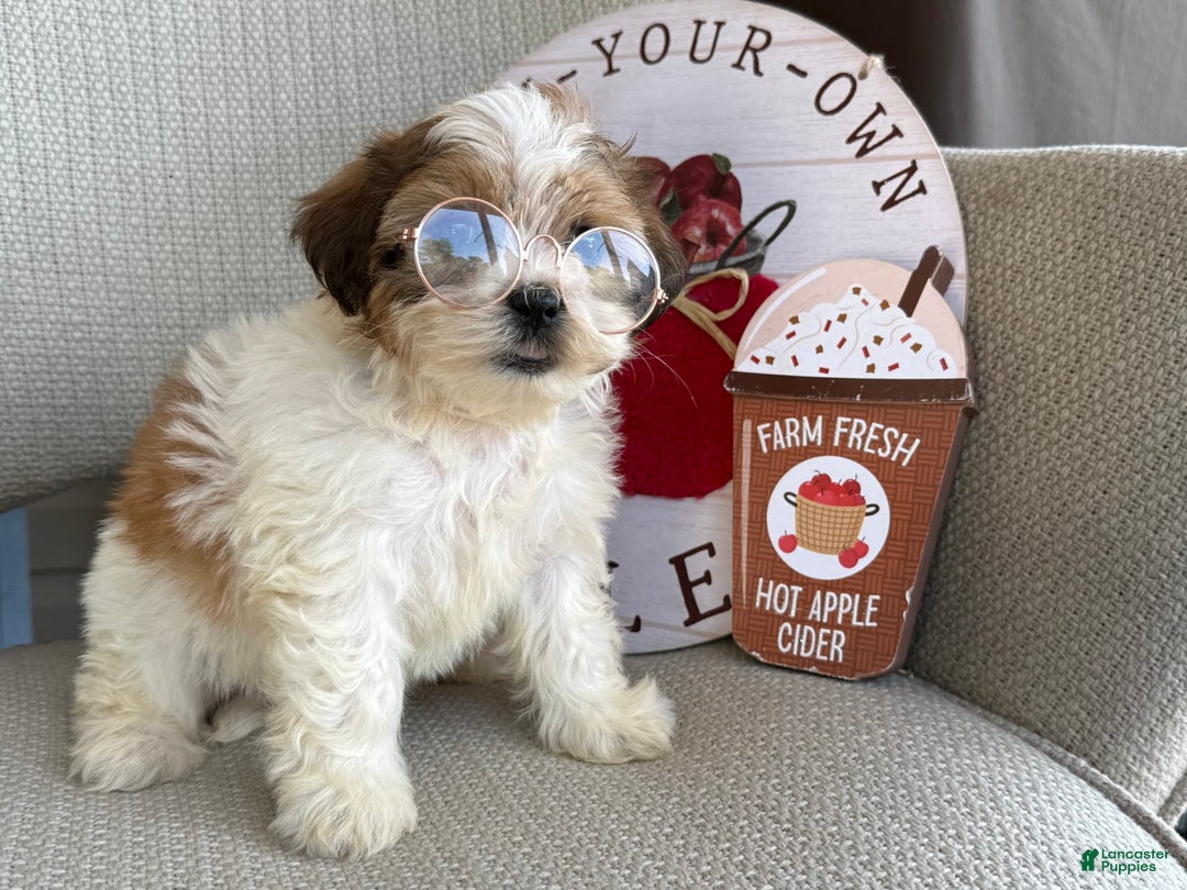 Teddy Bear dogs for sale: Freda - Image 5