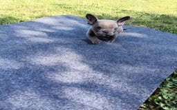 American Bully dogs for sale: Bluey - Image 2