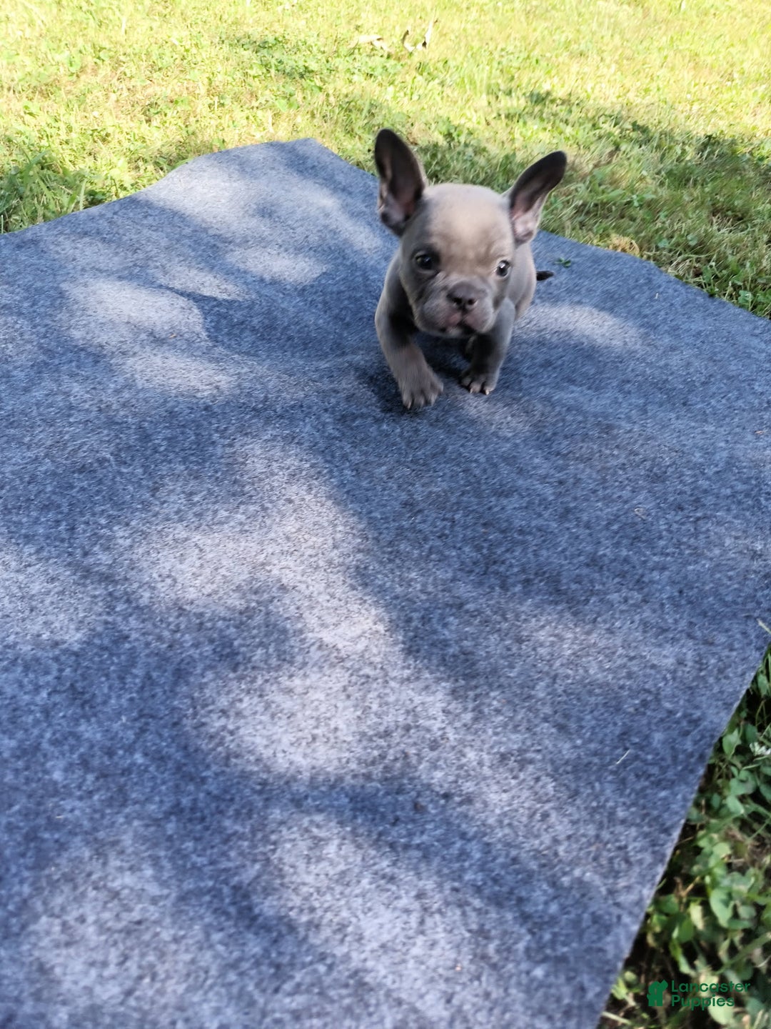 American Bully dogs for sale: Bluey - Image 2