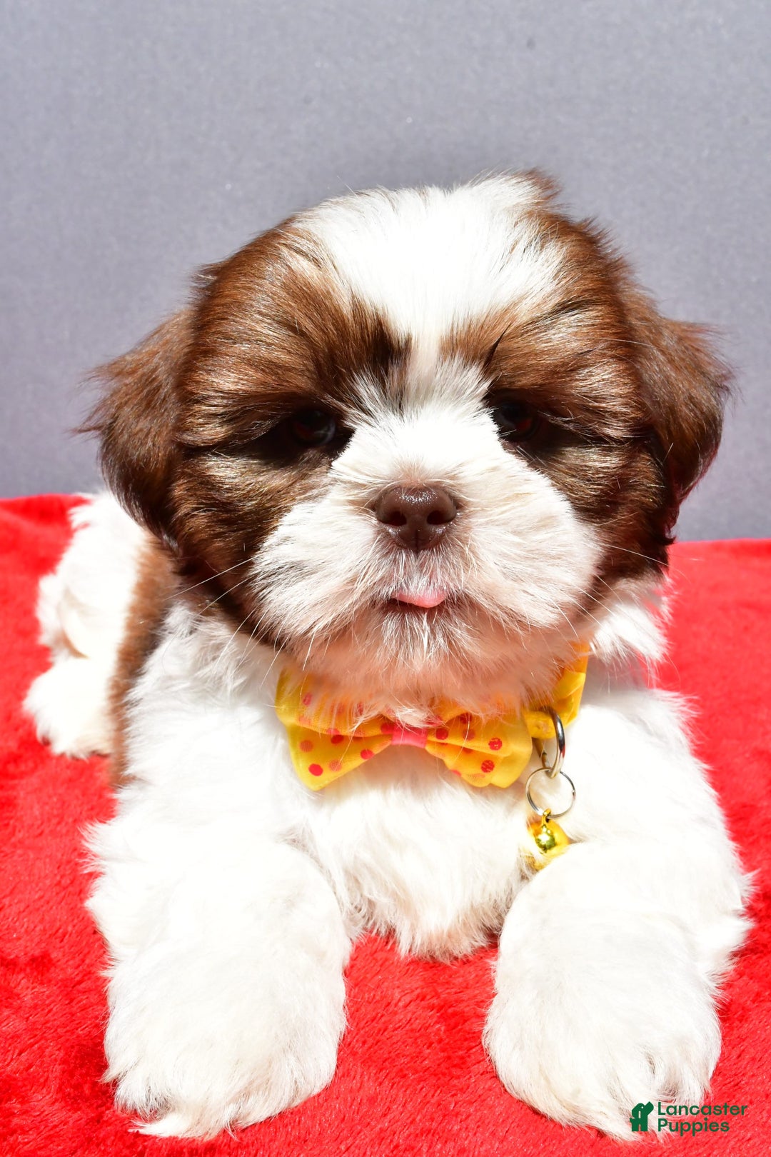 Shih Tzu dogs for sale: Jasper - Image 7