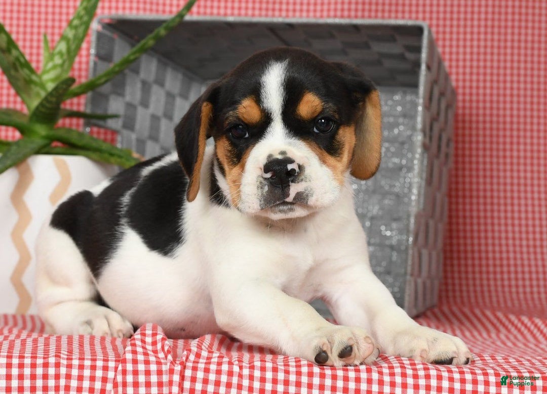 Beabull dogs for sale: Wendy - Image 4