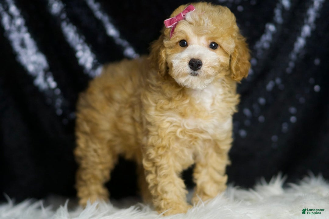 Toy Poodle dogs for sale: Marie - Image 5