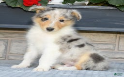 Collie dogs for sale: Pewter - Image 7