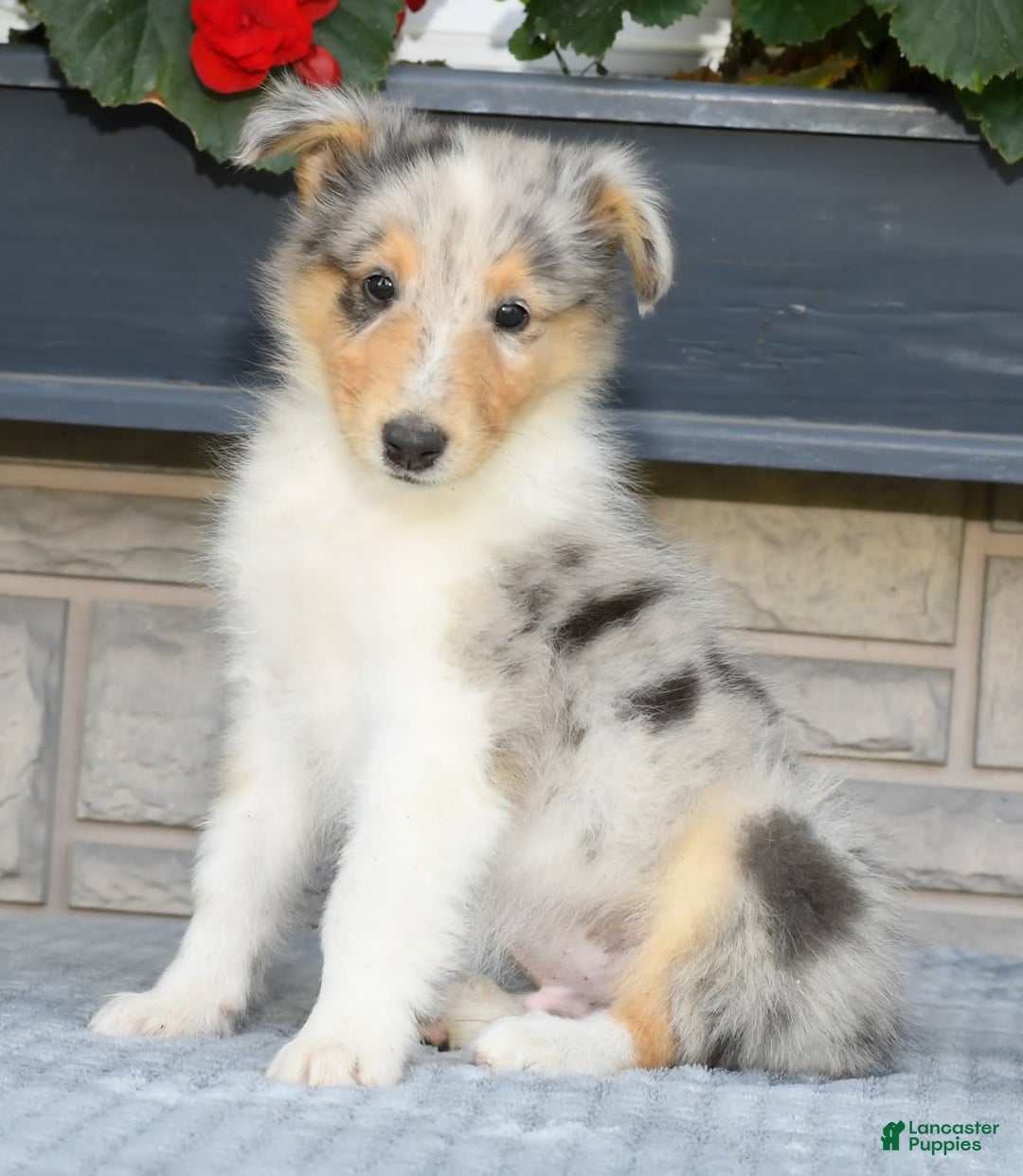 Collie dogs for sale: Pewter - Image 7