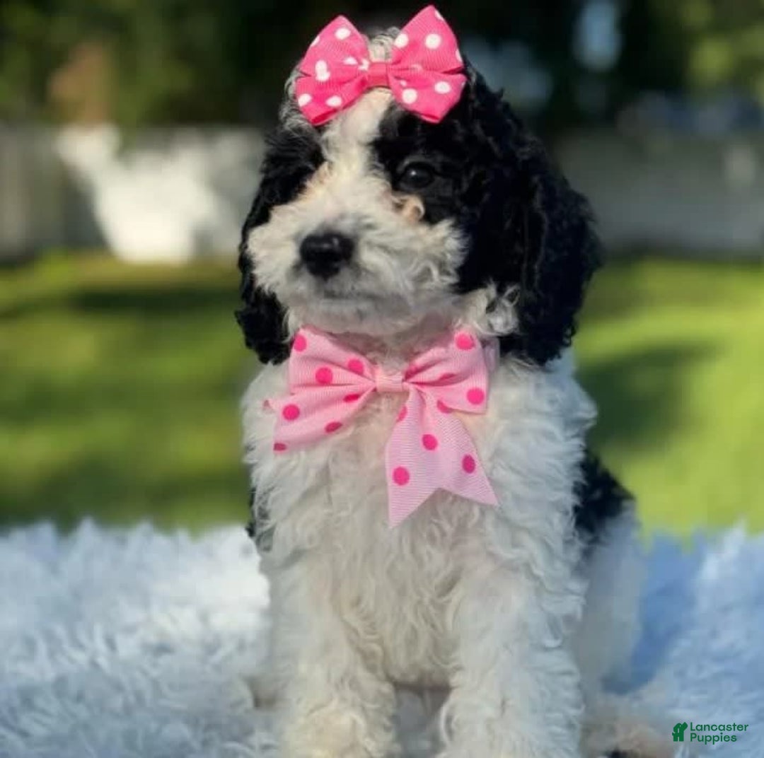Goldendoodle dogs for sale: Molly - Image 1