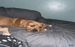 American Bully dogs for sale: Fawn/bluefawn - Image 9