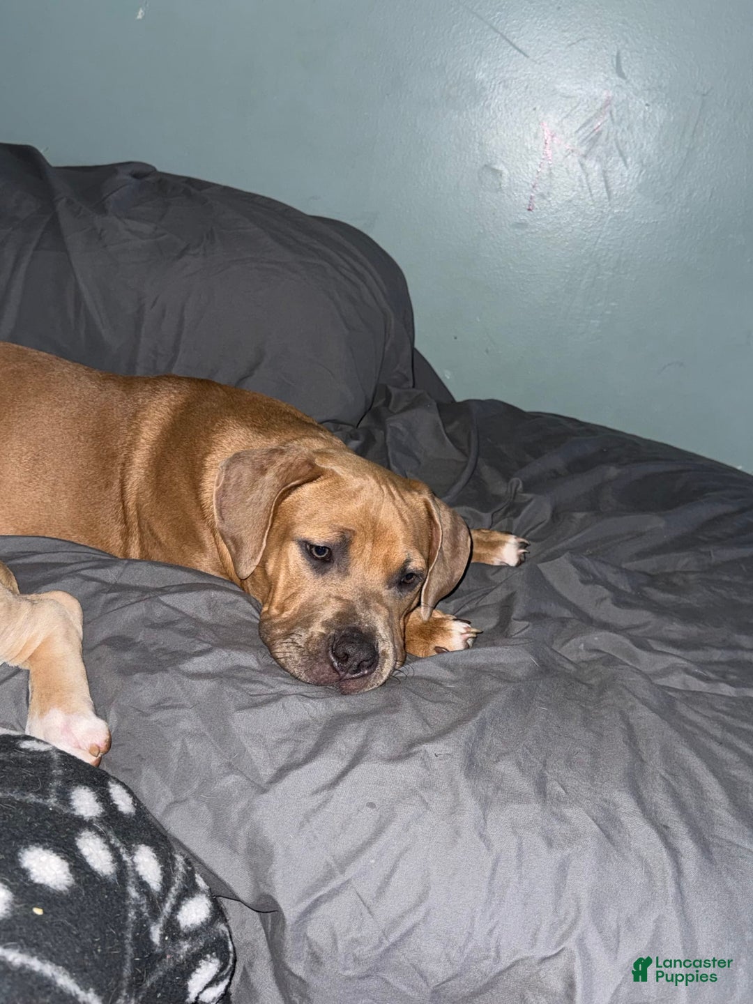 American Bully dogs for sale: Fawn/bluefawn - Image 9