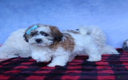 Shihpoo dogs for sale: Hunter - Image 17