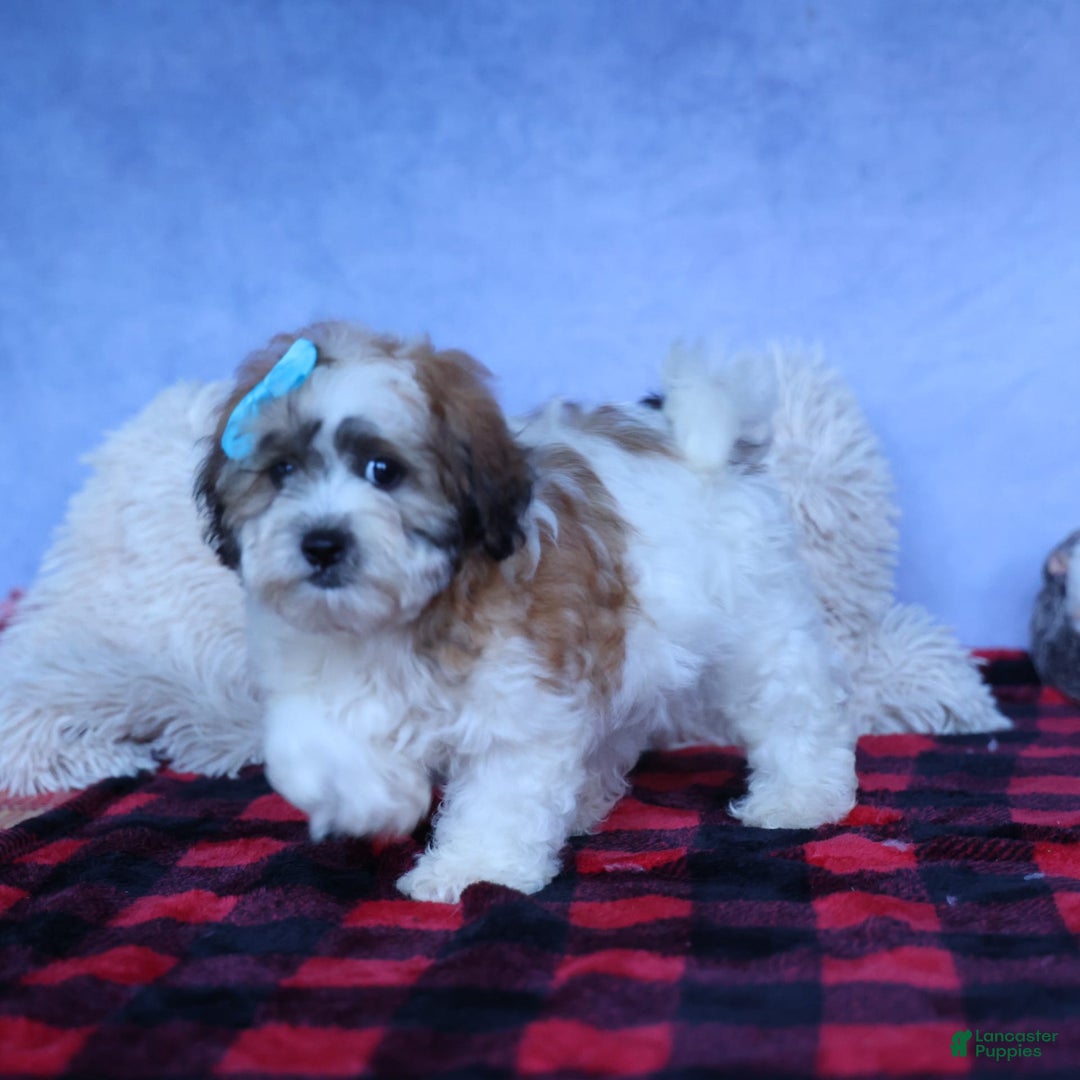Shihpoo dogs for sale: Hunter - Image 17