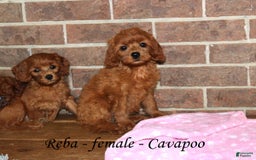 Cavapoo dogs for sale: Ruby - Image 3