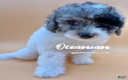 Miniature Poodle dogs for sale: Oceanian - Image 4