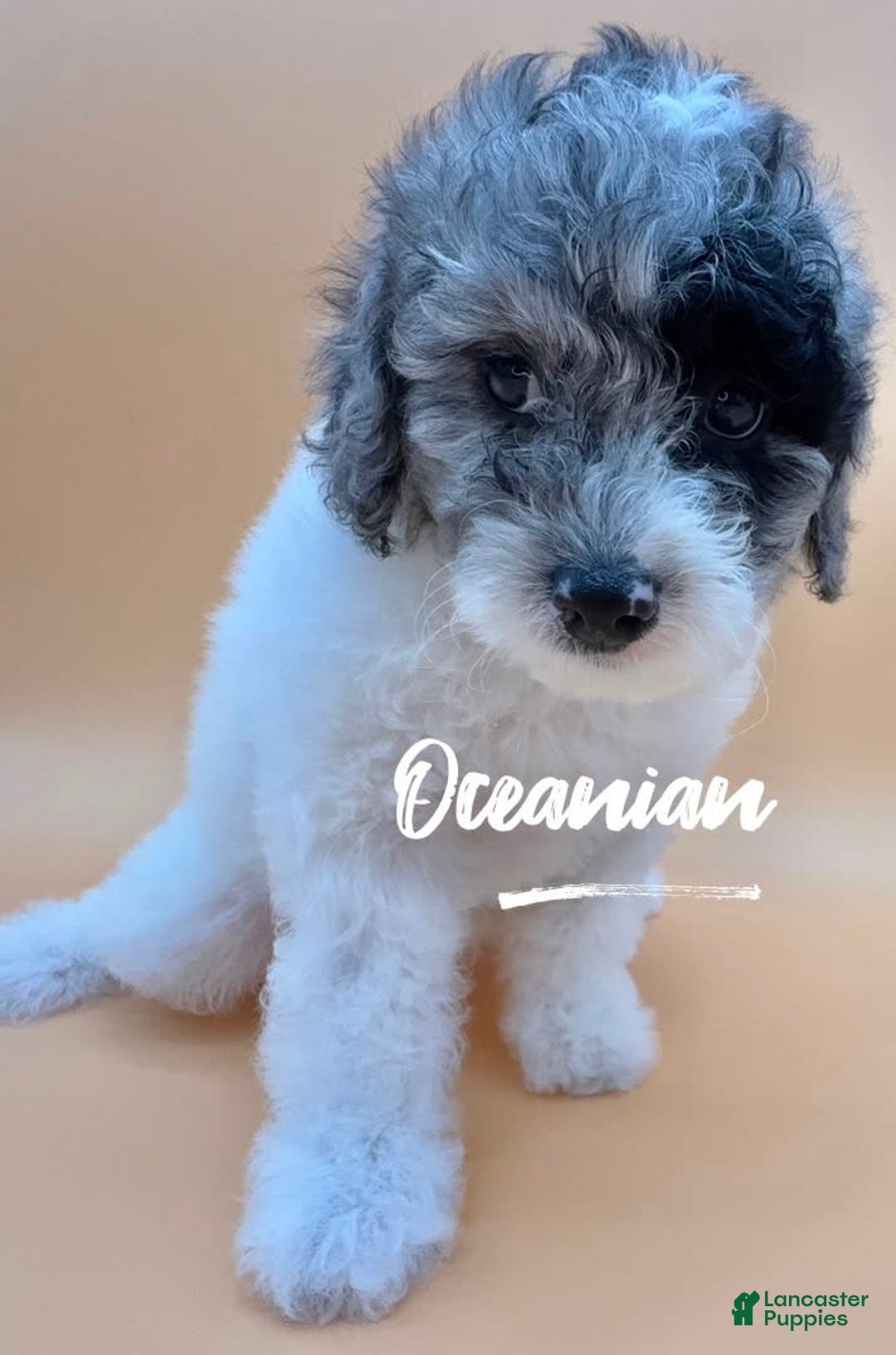 Miniature Poodle dogs for sale: Oceanian - Image 4