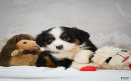 Miniature Australian Shepherd dogs for sale: Trixie - Image 4