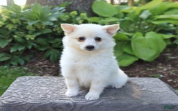 American Eskimo dogs for sale: Stella - Image 3
