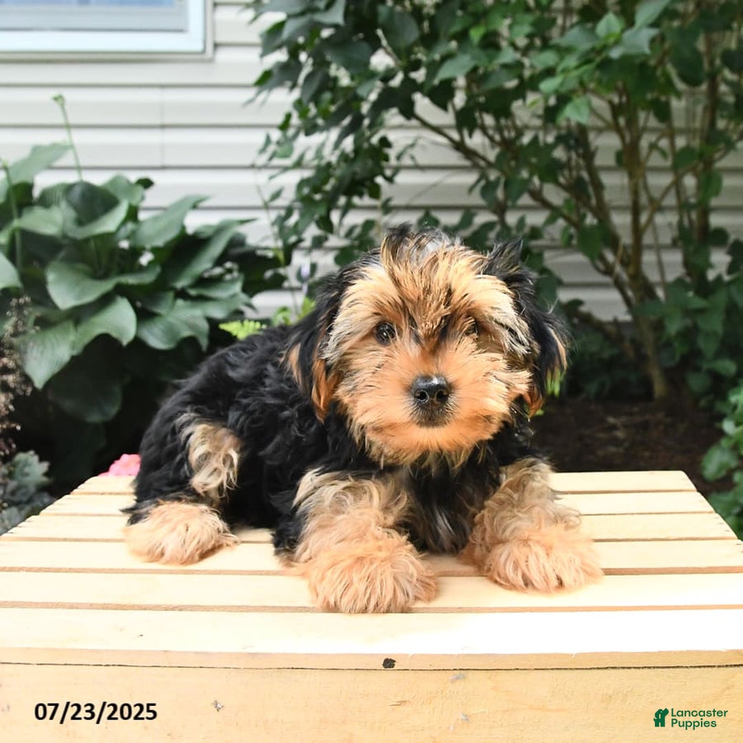 Yorkshire Terrier dogs for sale: Benny - Image 3
