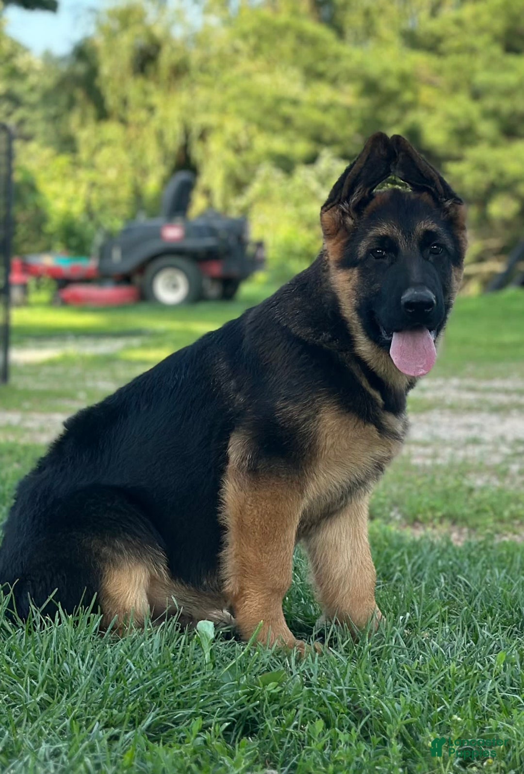 German Shepherd dogs for sale: Taz - Image 2