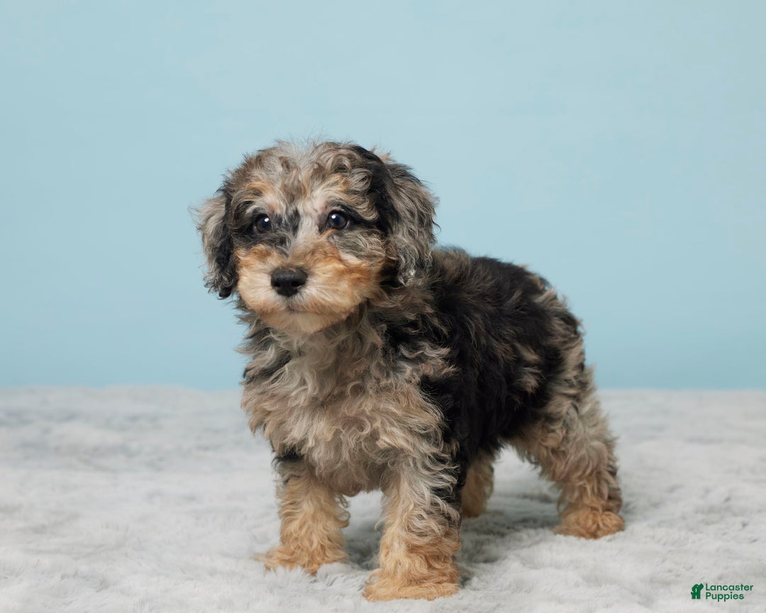 Miniature Poodle dogs for sale: Sage - Image 3
