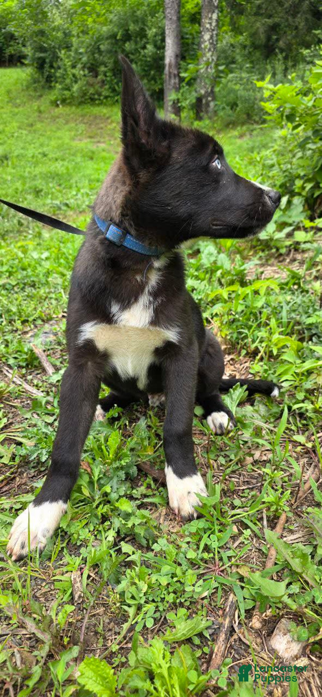 Dutch Shepherd dogs for sale: Puppy - Image 3