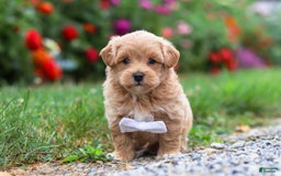 Maltipoo dogs for sale: Tommy - Image 8