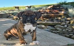 Boxer dogs for sale: Bruno - Image 1