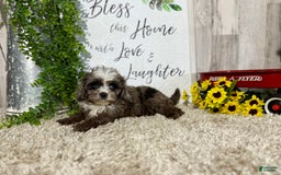 Cavapoo dogs for sale: Fable - Image 8