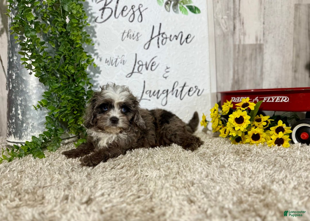 Cavapoo dogs for sale: Fable - Image 8