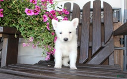 German Shepherd dogs for sale: Justin - Image 4