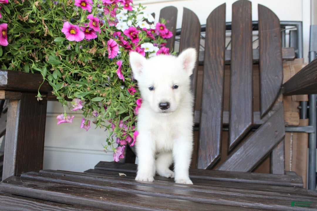 German Shepherd dogs for sale: Justin - Image 4