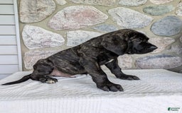 English Mastiff dogs for sale: Bella - Image 7