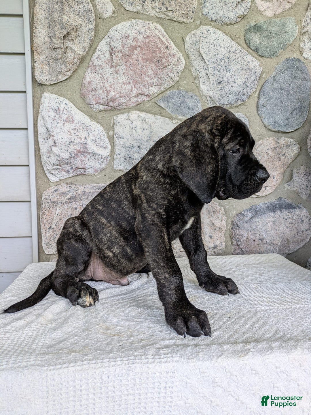 English Mastiff dogs for sale: Bella - Image 7