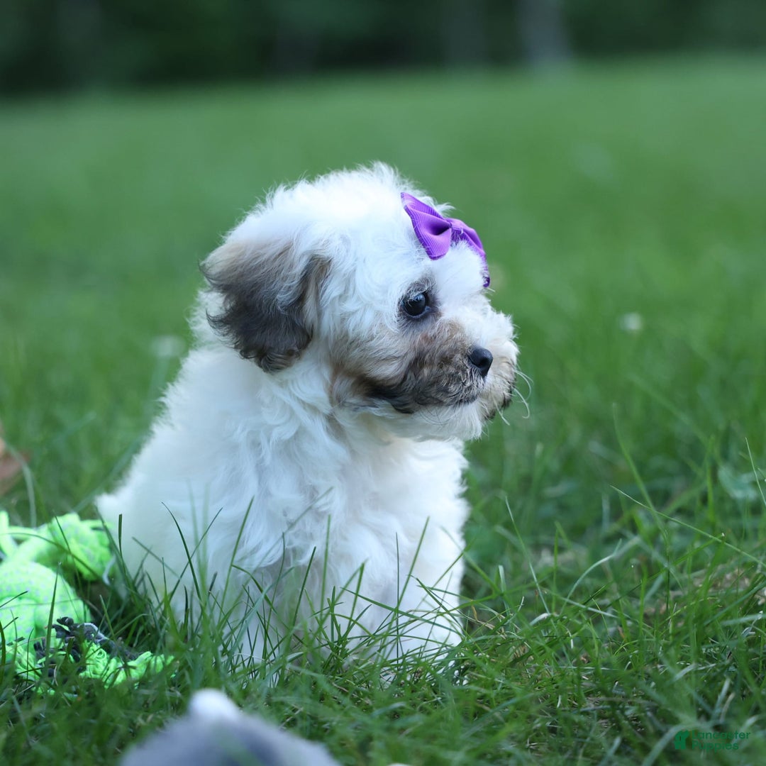 Shihpoo dogs for sale: Scarlett - Image 15