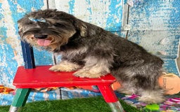 Miniature Schnauzer dogs for sale: Hunter - Image 3