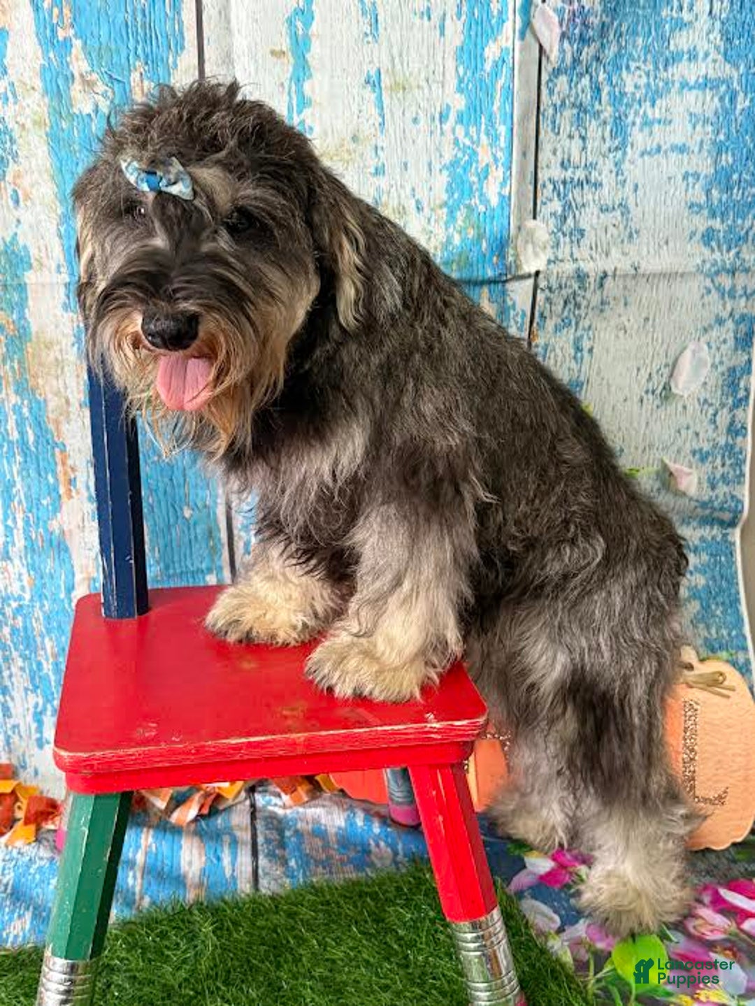 Miniature Schnauzer dogs for sale: Hunter - Image 3