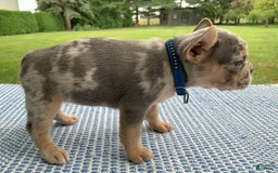 French Bulldog dogs for sale: Nelly - Image 4