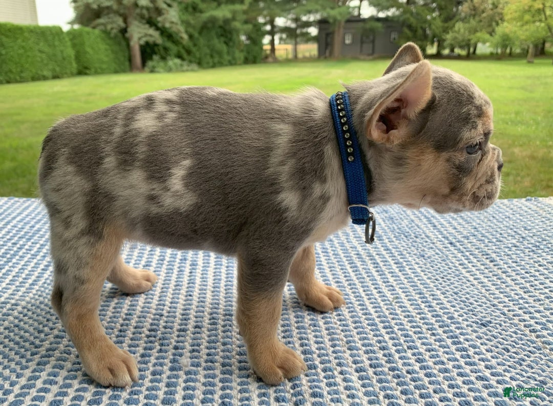 French Bulldog dogs for sale: Nelly - Image 4
