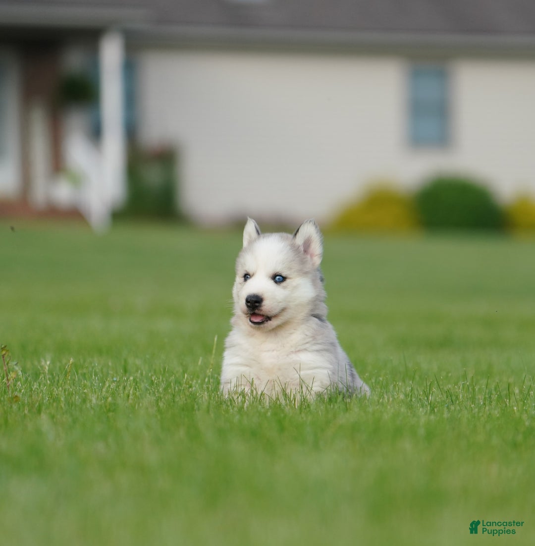 Gerberian Shepsky dogs for sale: Romeo - Image 5