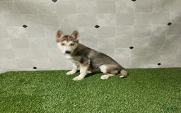 Siberian Husky dogs for sale: Lexy - Image 3