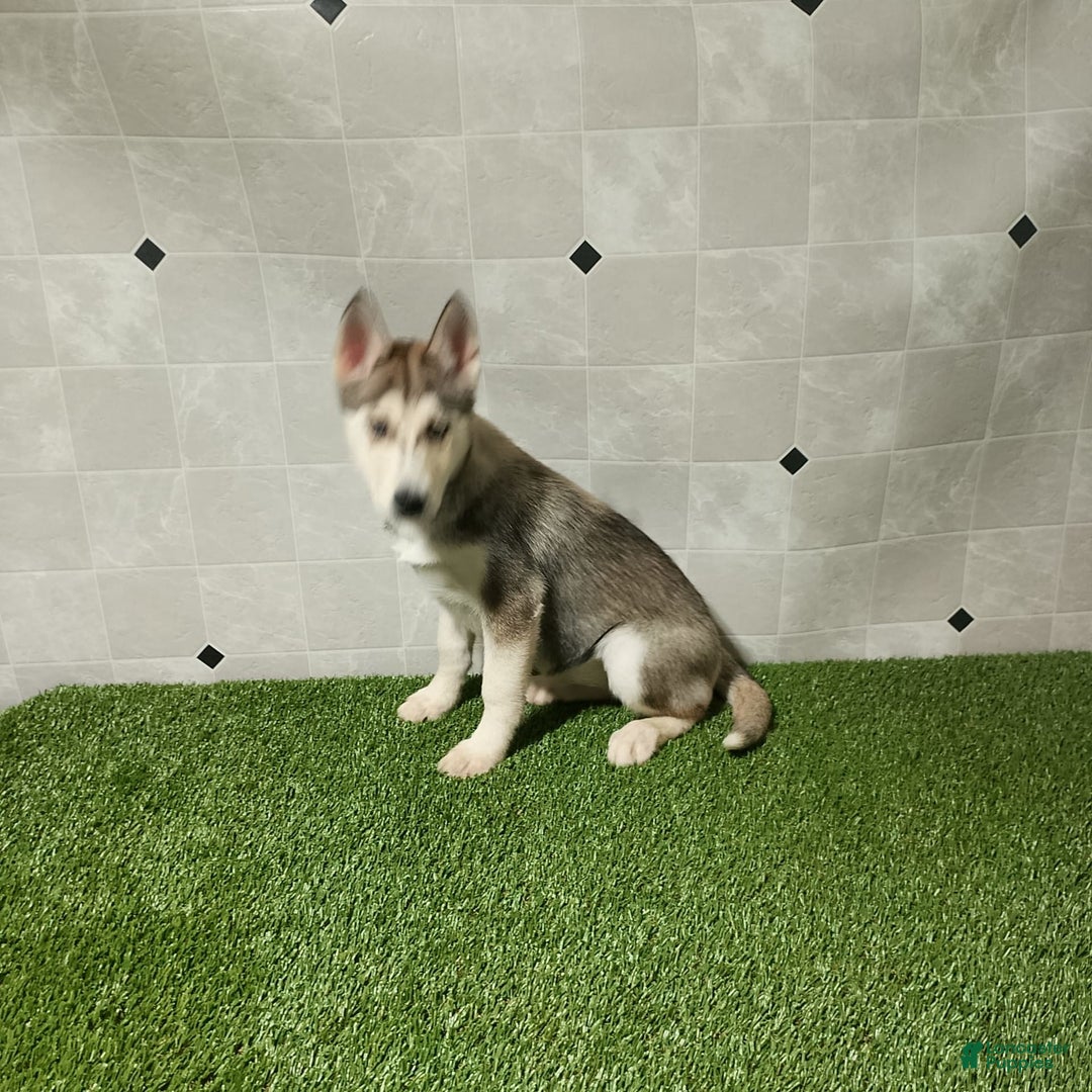 Siberian Husky dogs for sale: Lexy - Image 3