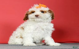 Miniature Poodle dogs for sale: Azalea - Image 8