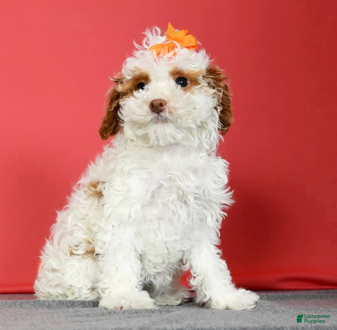 Miniature Poodle dogs for sale: Azalea - Image 8