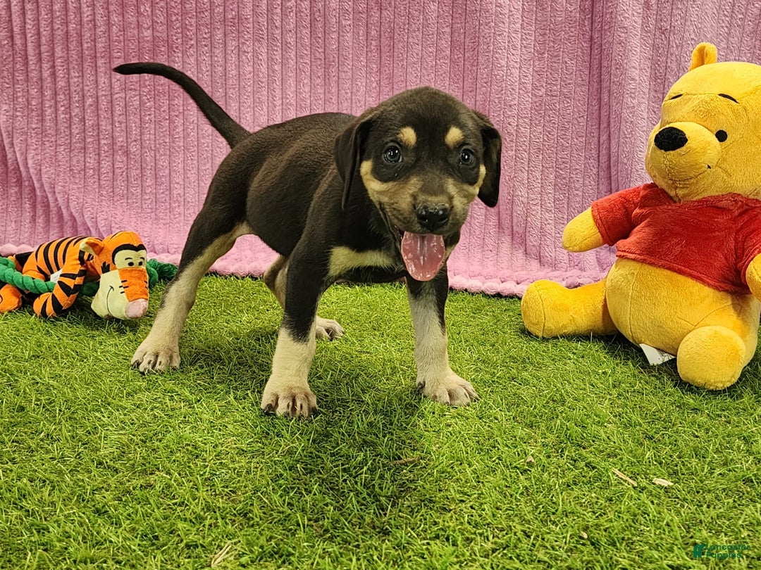 Catahoula Leopard Dog dogs for sale: Tess 2025 Female 6 - Image 13
