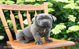 Cane Corso dogs for sale: Stella - Image 3